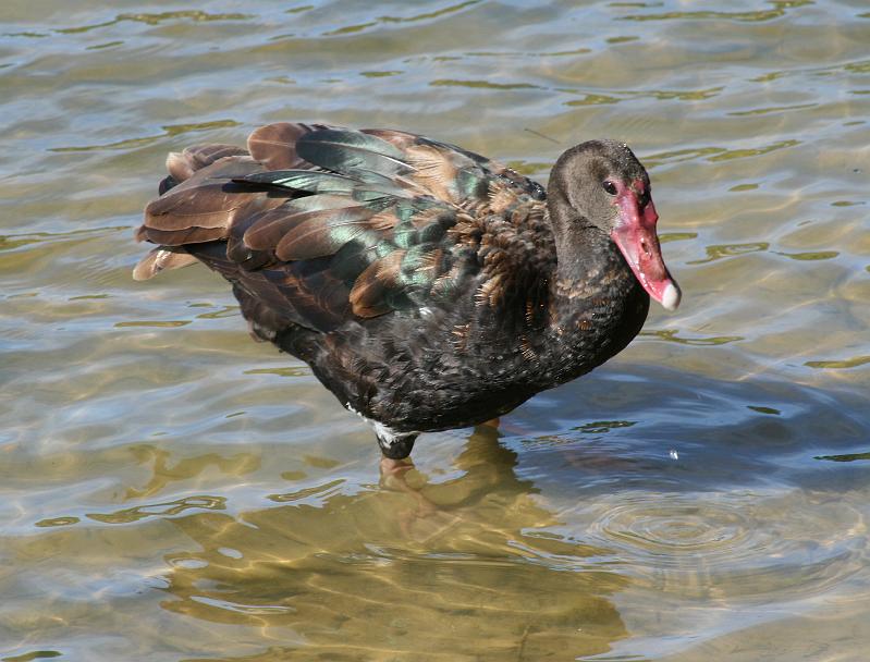 ma frieda 045.JPG - Wilde makou